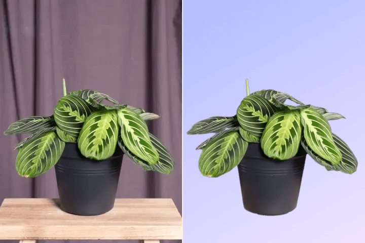 remove background on AIPhotor done easy